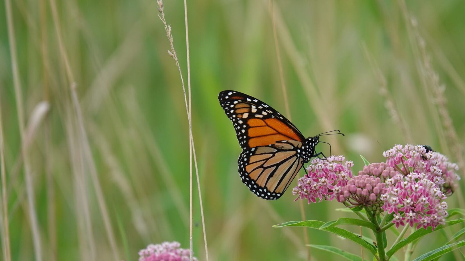 Boardwalk Trail Accessible Trails near me