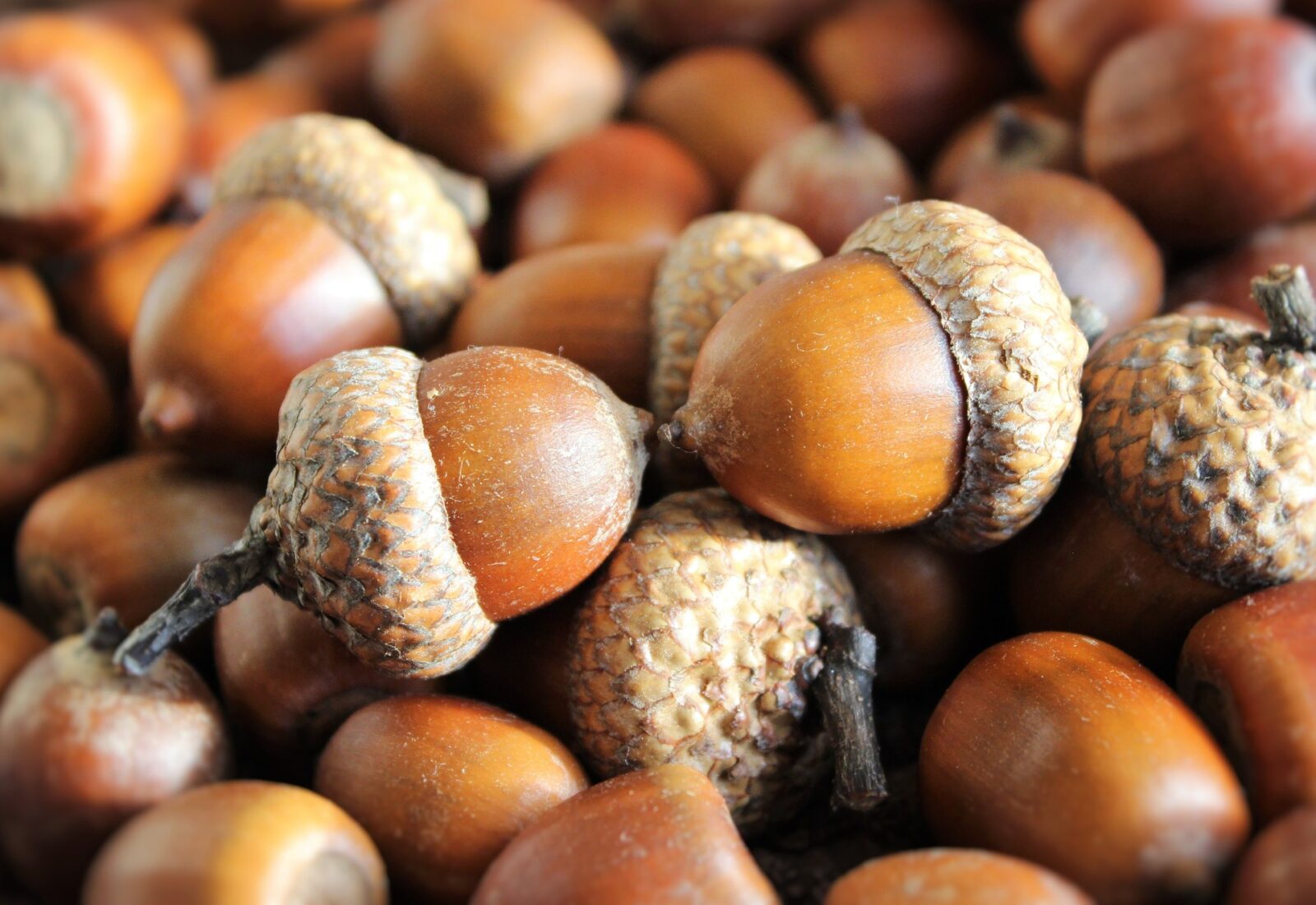 little acorn