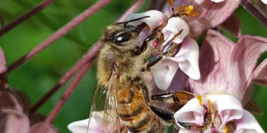 European honey bee