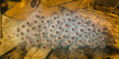 Salamander Eggs