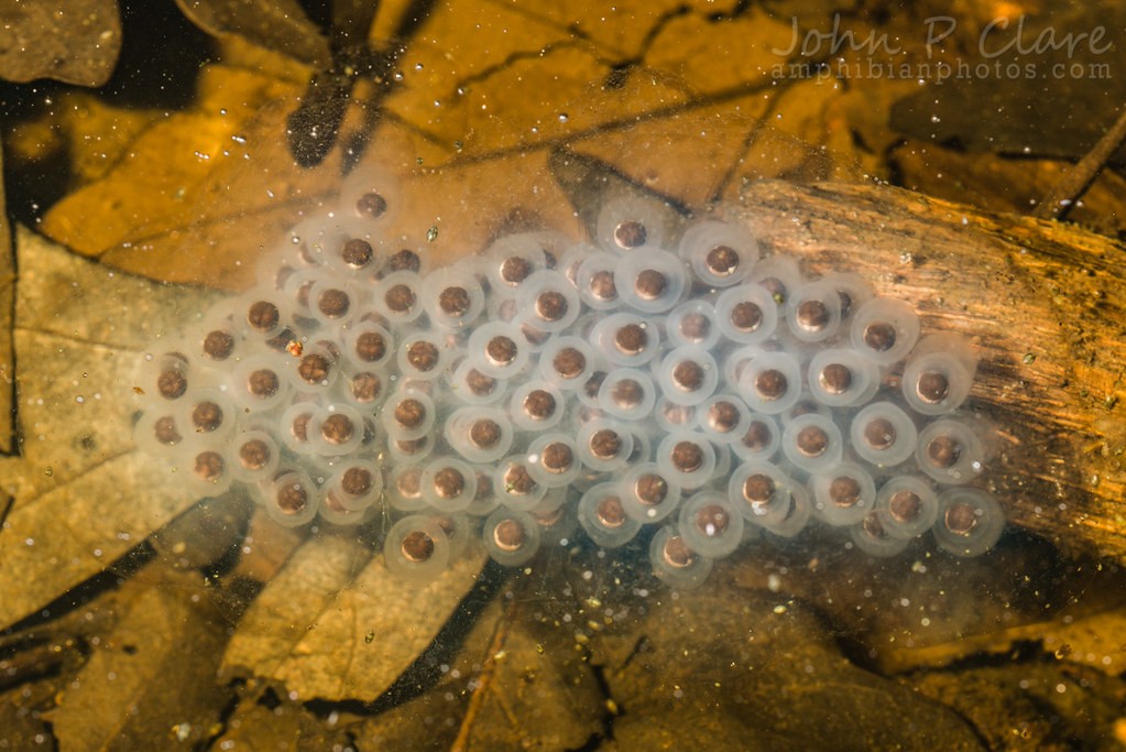 Salamander Eggs