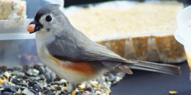 Bird Seed Sale