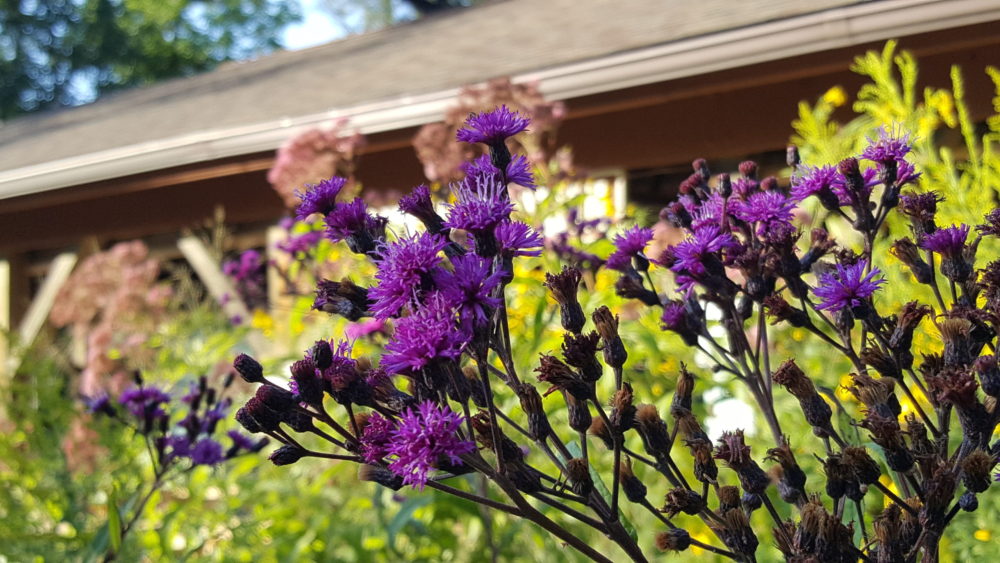 Ohio native plants