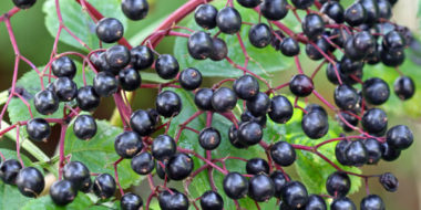 Native elderberry