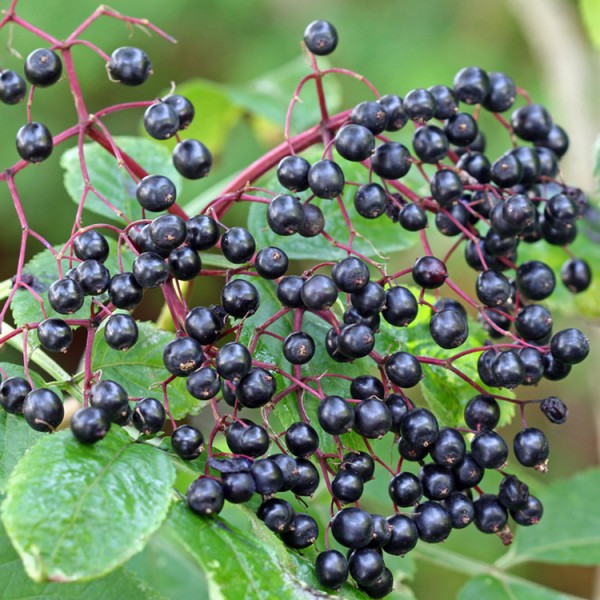 Native elderberry