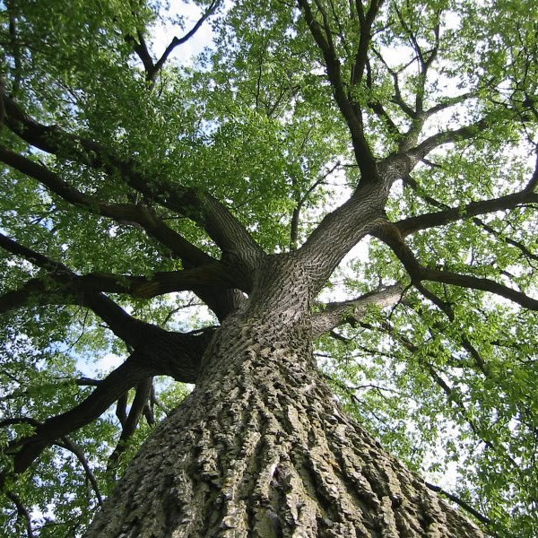 American elm tree