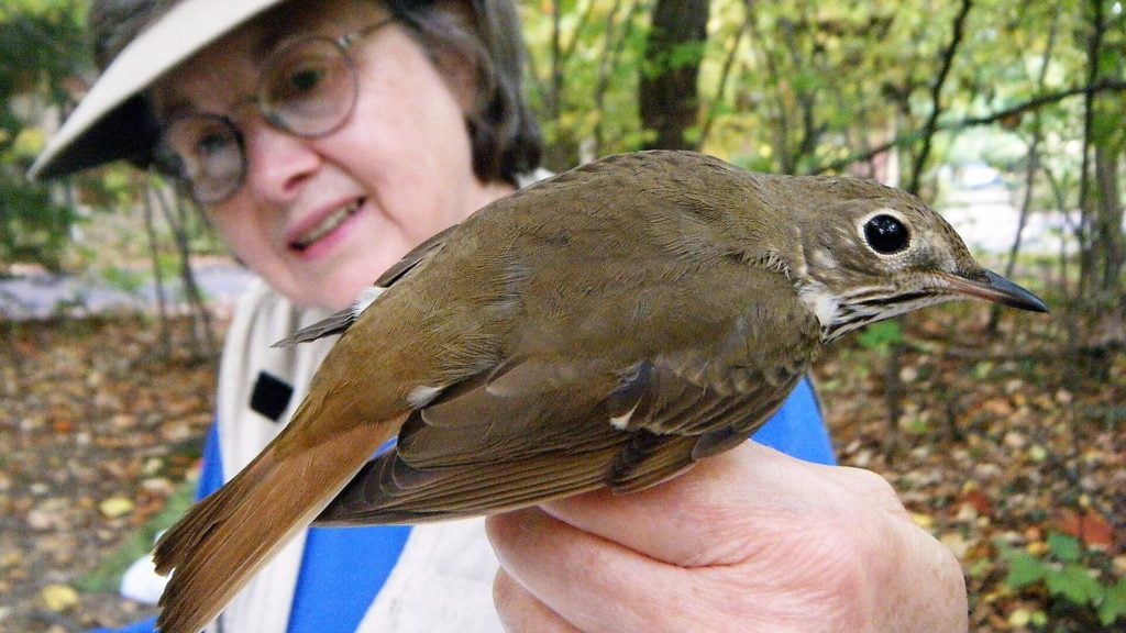 Bird banding Cleveland