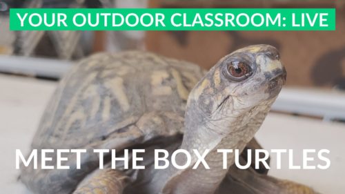 eastern box turtles