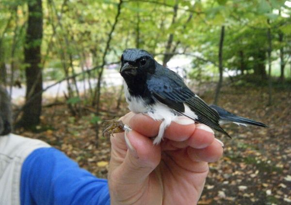 bird banding cleveland