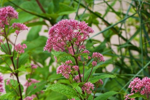 Milkweed