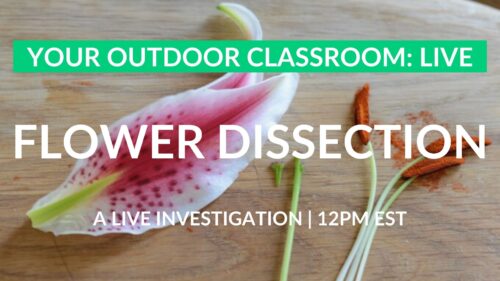 flower dissection