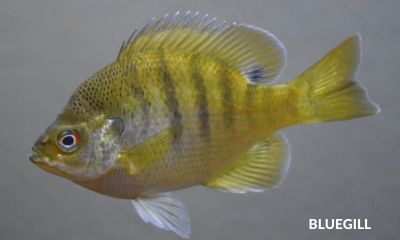 bluegill