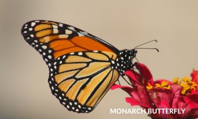 monarch butterfly