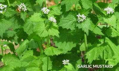 garlic mustard