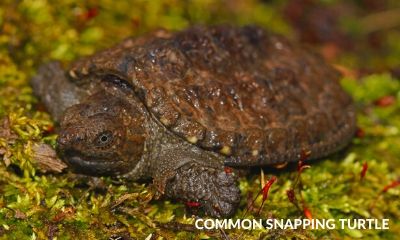 common snapping turtle