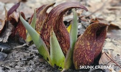 ohio native flowers