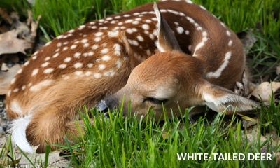 white-tailed deer