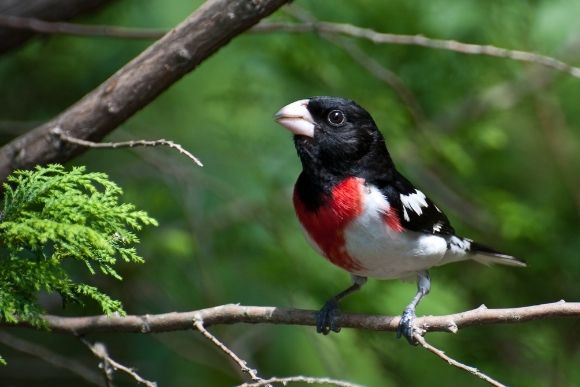 birding programs cleveland