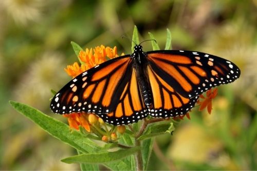 backyard sustainability