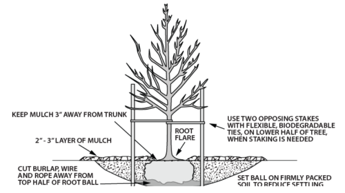 The Do's and Don'ts of Tree Planting - Nature Center at Shaker Lakes