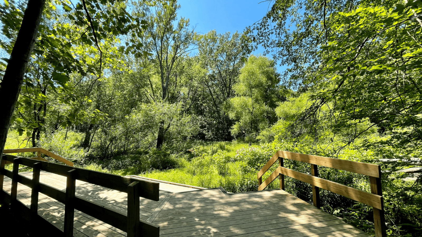 Ohio native plants