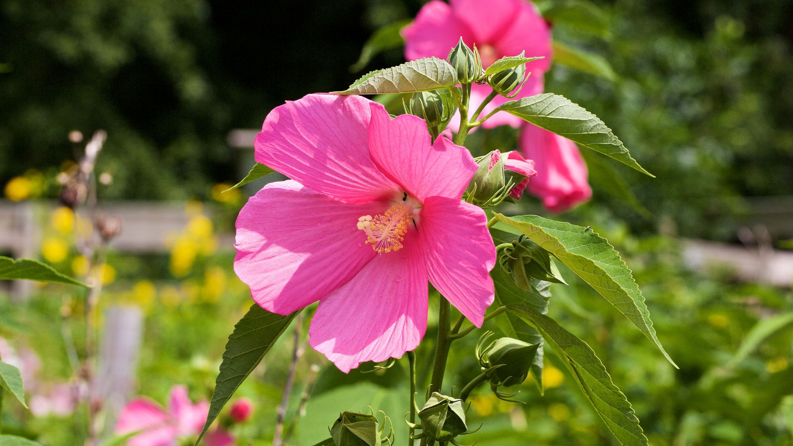 Family Nature Center Membership