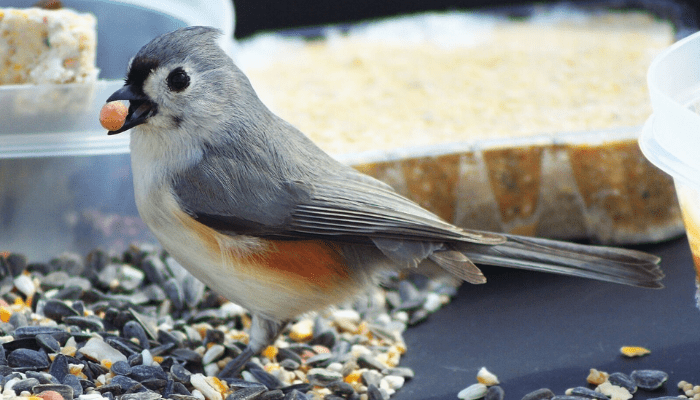 Bird Seed Sale Wild Birds