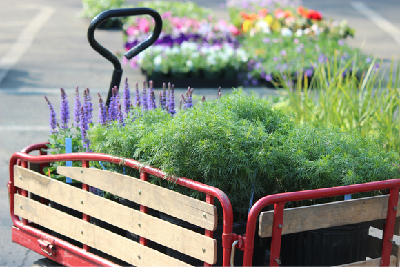 Where to buy native plants