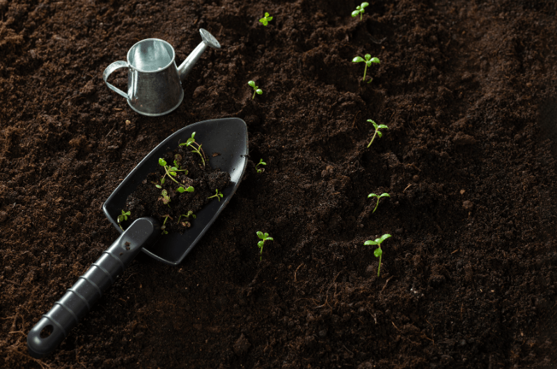 seedlings in dirt with watering can and shovel for winter sowing workshop