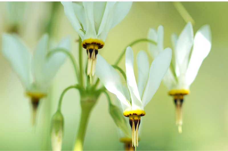 Nature Center at Shaker Lakes