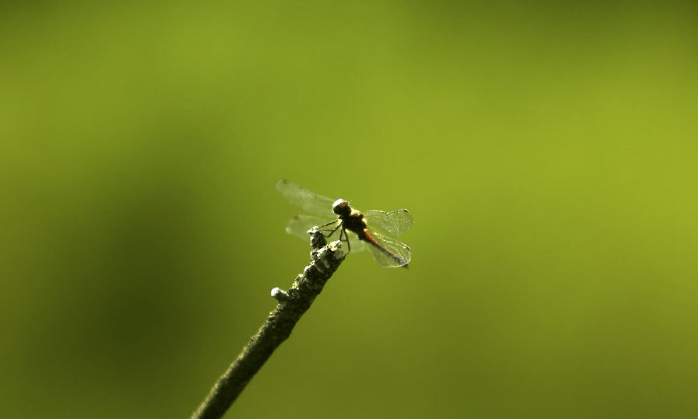 Volunteer at the Nature Center at Shaker Lakes